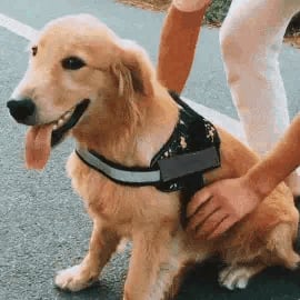 Choke Dog Harness
