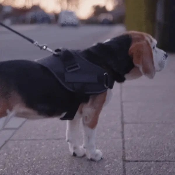 Choke Dog Harness