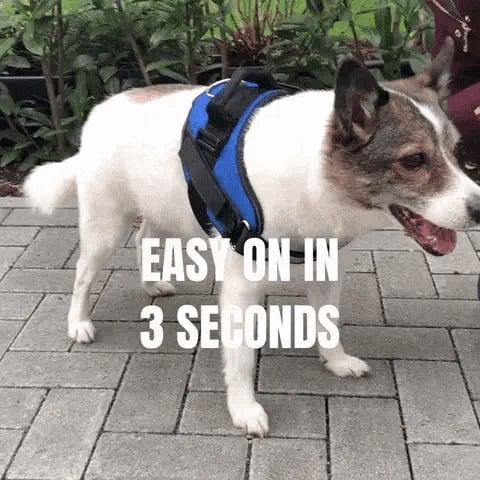 Choke Dog Harness