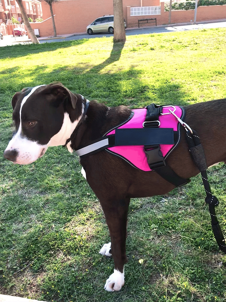 Choke Dog Harness