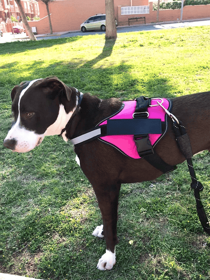 Choke Dog Harness