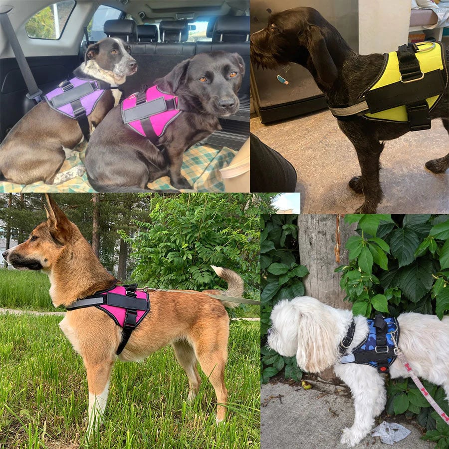 Choke Dog Harness
