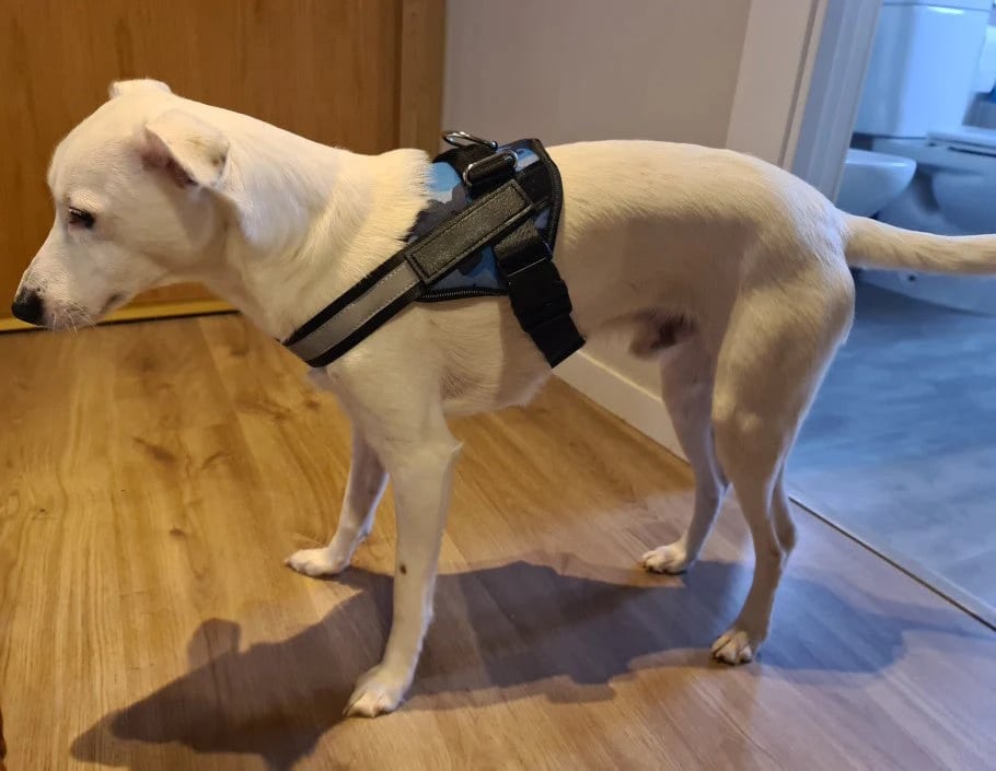 Choke Dog Harness